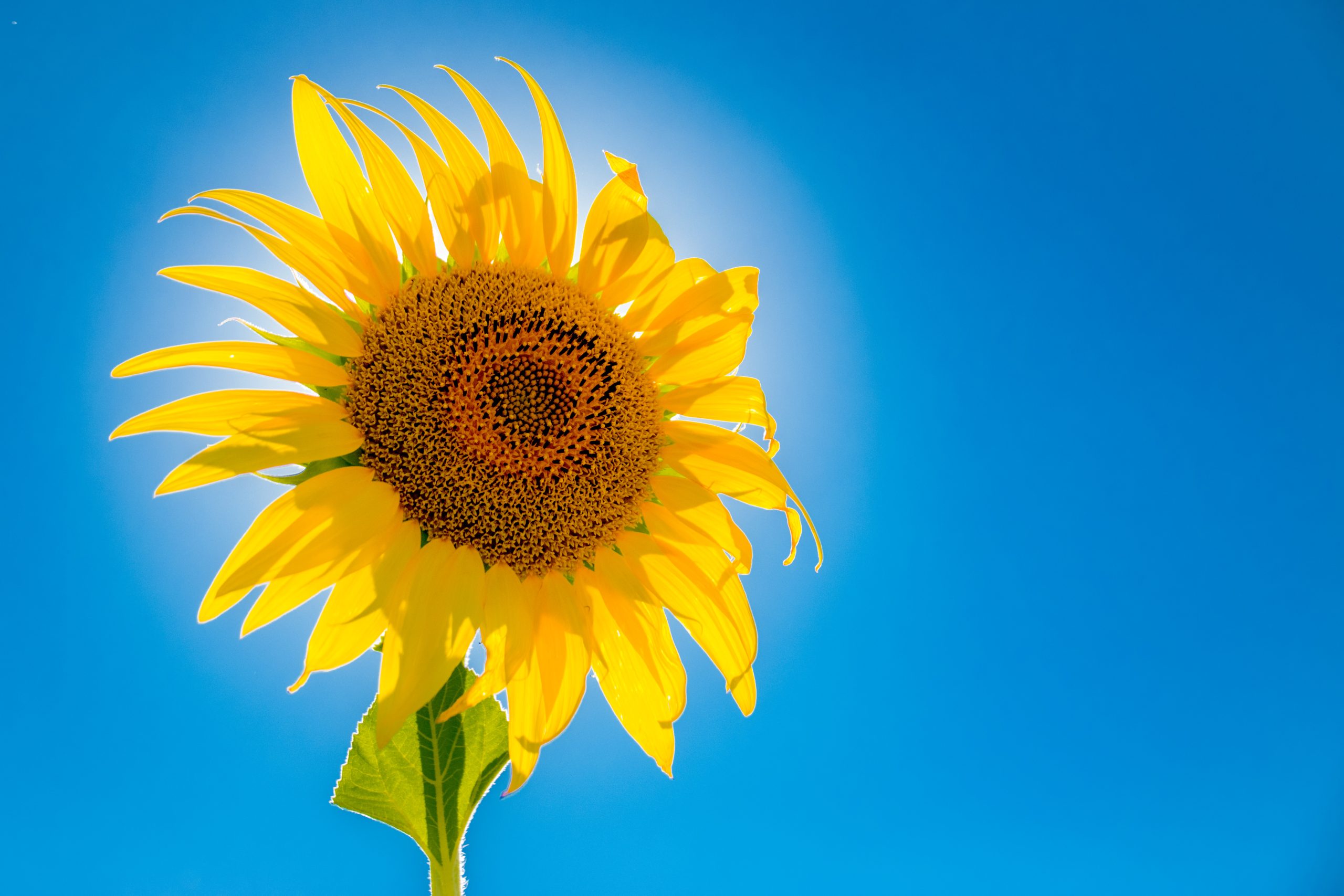 Creator: Ralf Steinberger https://www.flickr.com/photos/ralf-steinberger/ Image: Solar-powered sun flower seen in Provence, France, near Avignon https://www.flickr.com/photos/ralf-steinberger/35932162695/in/photolist-WKcJ7t-95Vn6v-4ocm3G-xWfaq-6qqfJY-7pf8dM-fcdr3u-cPvEdb-r7kaVt-pi3zyo-cPvHaG-ommRYv-qatxgm-cPvFLN-2mTpCdz-o3YM7e-pxvaFw-r7kaQt-8ksyry-qPU5GW-cPvzMj-9fwhxT-5bQH6S-5zza8M-5zzcEH-95NsY9-5zDtfY-2kWELBb-95KpER-5HdDwr-95KtMX-8Gm9ka-95Yq1A-ax5SAZ-JJYPnb-2jpKYkz-4TSNqF-apNocL-9N2MYJ-ej1rW2-ej1rWg-2nKEq8s-93fchw-9WXbvp-2k5cHr3-roAqbq-ej7c3U-S1Zomg-U8rZXf-wuuSFe